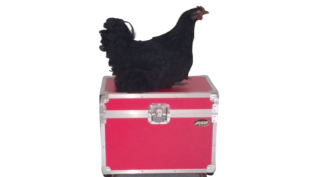 PEDIDOS PERSONALIZADOS PROJETOS ESPECIAIS - galinha espalhada (1)